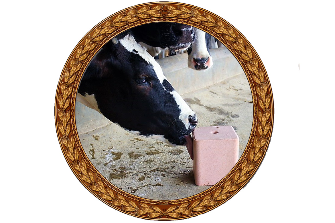 Machine Pressed animal licking blocks